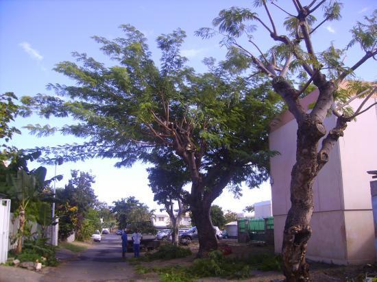 Élagueur Île de La Réunion